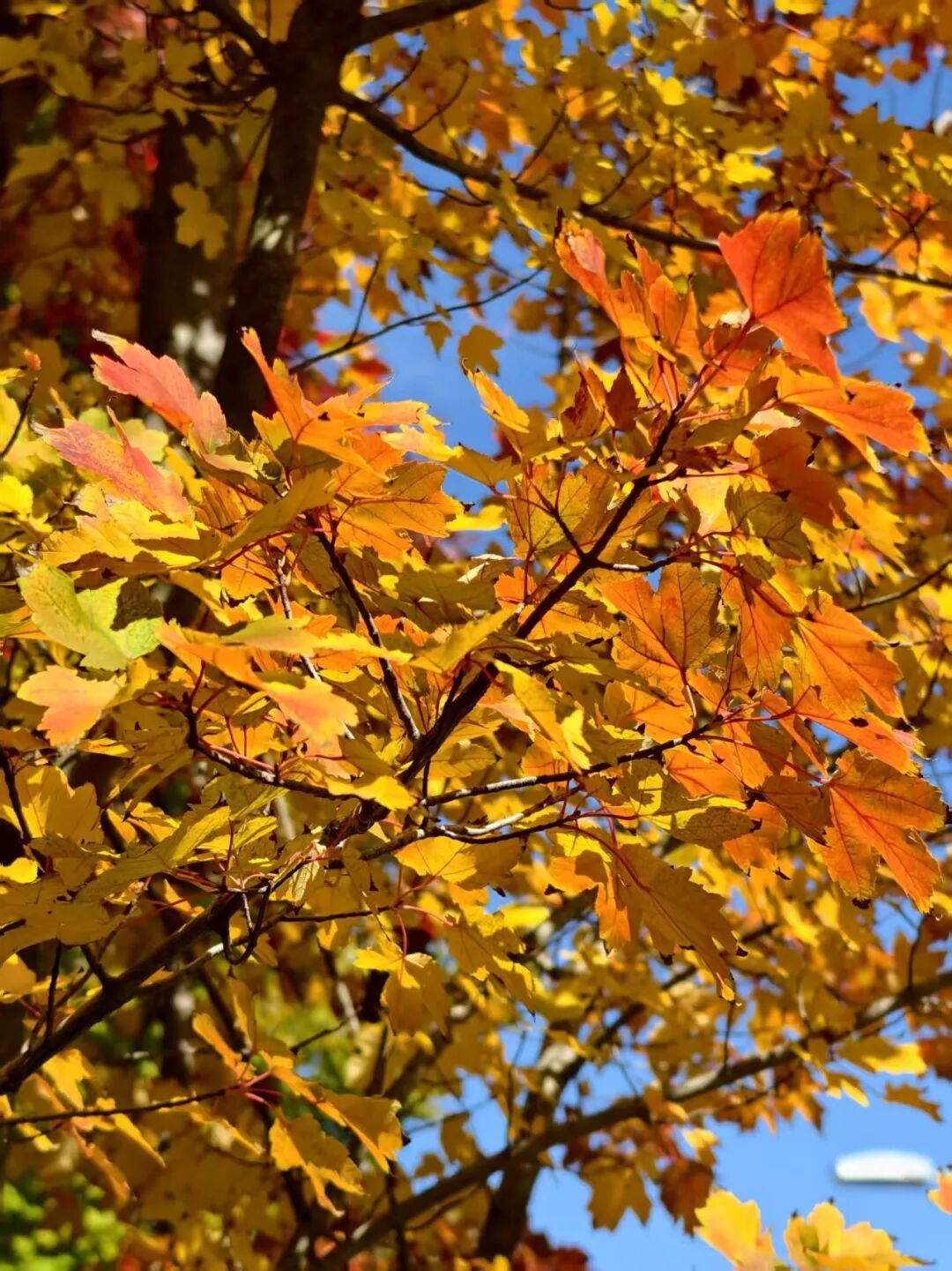 caa050b1cb621b69e3180d3a7caef659.jpeg